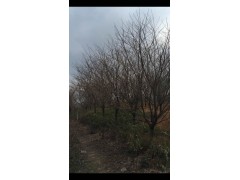 鸡爪槭图2