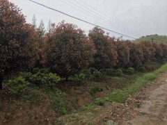 供应红叶石楠，浙江红叶石楠出售，红叶石楠销售价格表图1