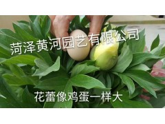 供应鲜切花，冷库内鲜切花，包装鲜切花，切花花瓶图2