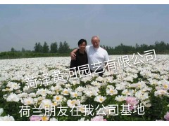 供应鲜切花，冷库内鲜切花，包装鲜切花，切花花瓶图1