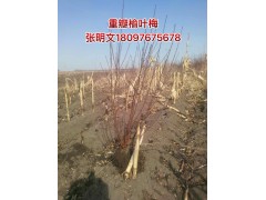 重瓣榆叶梅图1
