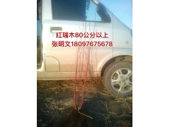 红瑞木图1