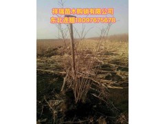 东北连翘图1