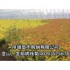 出售金山金焰绣线菊，金山金焰绣线菊供应销售基地