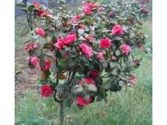 主要经营：大、中、小型茶花，金塘茶花基地图1