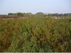 广西苗木_广西苗木基地_6月广西绿化苗木价格_广西苗木信息图2