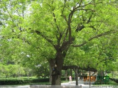 道路绿化，河道绿化，景观改造，湿地公园，大地园林绿化图1