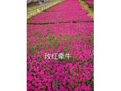 玫红牵牛图1