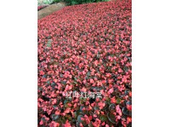 红叶红海棠图1