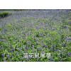 供应蓝花鼠尾草，美人蕉，长春花各种草花品种，承接绿化工程