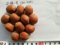 辽榛1号榛子（84-349）图1