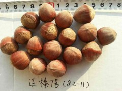 供应达维、玉坠、薄壳红、辽榛1   辽榛3、辽榛4、辽榛7图2