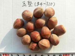 供应达维、玉坠、薄壳红、辽榛1   辽榛3、辽榛4、辽榛7图1