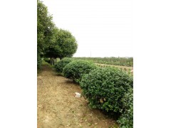 供应红花继木，无刺枸骨球，大叶黄杨球，各种植物球状造型图3