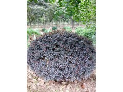 供应红花继木，无刺枸骨球，大叶黄杨球，各种植物球状造型图1