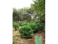 供应红花继木，无刺枸骨球，大叶黄杨球，各种植物球状造型图2