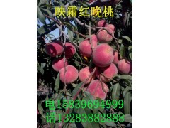 供应映霜红晚桃苗100万株，优质河南映霜红晚桃销售图2