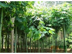 白蜡-白蜡树|速生白蜡|山东白蜡|白蜡小苗|金叶白腊图1
