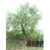 皂角树价格_米径12公分高度450公分冠幅300公分皂角树