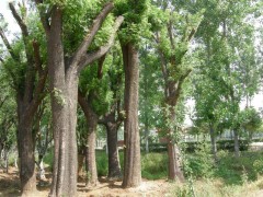 黄连木价格信息,黄连木产地报价，韩氏园艺场图1