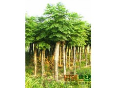 栾树价格，急售栾树价格，超低价，5万亩栾树价格图1