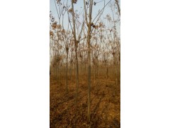 湖南花果山苗圃栾树专业专注.13574715926栾树的价格图2