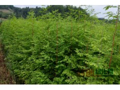 水杉纯度高，大量出售水杉，水杉，落羽杉，杨树图1