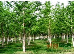 湖南苗木网|湖南苗木价格|湖南苗木基地图1