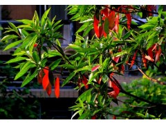 湖南湘植园林绿化基地|浏阳罗汉松|浏阳桂花|浏阳苗木|图1