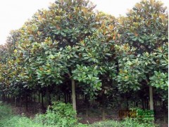 湖南湘植园林绿化基地|浏阳罗汉松|浏阳桂花|浏阳苗木|图2