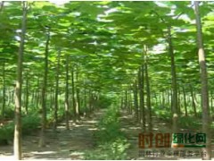 泡桐现货供应，扶沟县金林园林花木专业合作社图2