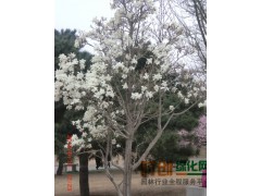 出售辛夷，扶沟县金林园林花木专业合作社图1
