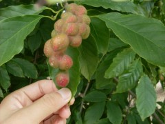 供应不同的玉兰，扶沟县金林园林花木专业合作社图1