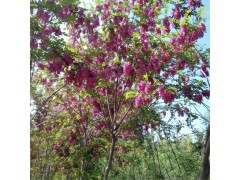 香花槐图1