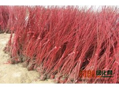 河北农林协会苗木基地联系方式_郄顺亮15933731779图2