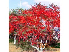 河北苗木、火炬树、垂柳、速生柳、香花槐、千头椿图1