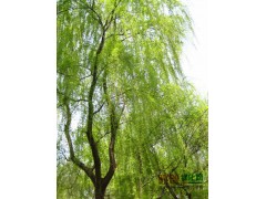 河北苗木、火炬树、垂柳、速生柳、香花槐、千头椿图2