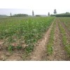 2016年三月山东惠民红叶白蜡小苗,10公分速生白蜡苗