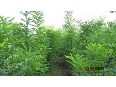 国槐_国槐价格/报价_米径15公分图2