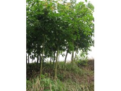 黄葛树6--20公分价格，沙榜苗木专业合作社图1