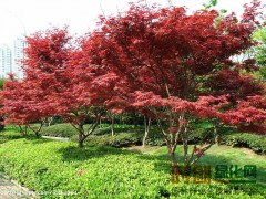 长期供应樱花、红枫、红玉兰、白玉兰图1