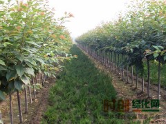 常年供应红枫、樱花、红（白）玉兰、广玉兰、垂丝海棠等图1