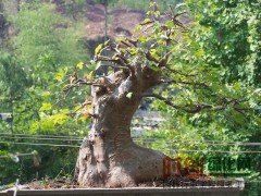 绍兴园林绿化公司,绍兴花卉市场,绍兴盆景,绍兴苗木基地图1