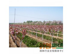 定州苗木、定州花卉苗木基地、河北樱花苗木.花卉价格图2