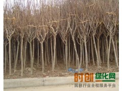 定州苗木、定州花卉苗木基地、河北樱花苗木.花卉价格图1