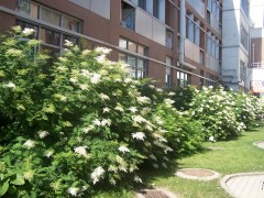 【定州苗木】定州苗木价格_定州苗木批发价格图2