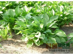 定州苗圃|定州苗木|定州苗圃场|定州市花卉苗木基地图1