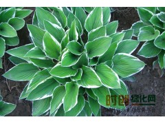 定州苗圃|定州苗木|定州苗圃场|定州市花卉苗木基地图2