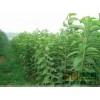 秦皇岛樱花树苗价格|绿化小苗|绿化苗木|供应信息