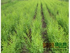 河北省保定市万亩苗圃-企业官网，大量出售一年生榆树小苗图1
